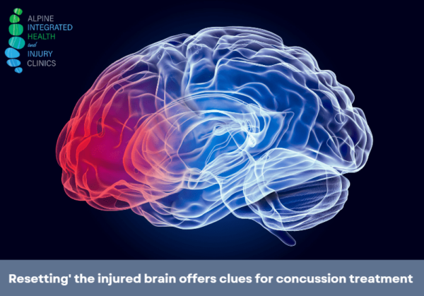 Resetting' the injured brain offers clues for concussions